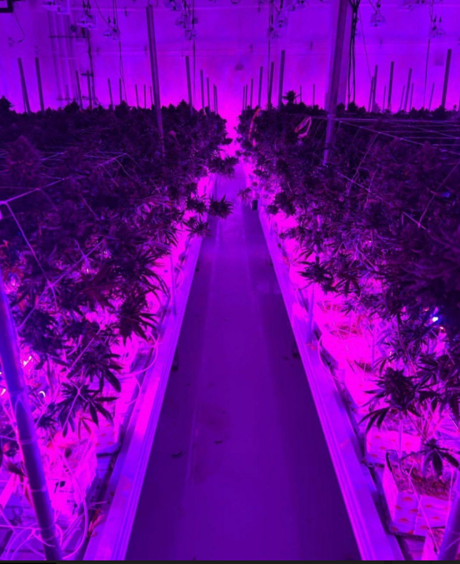 PURE Horti-Max Inter Canopy LED